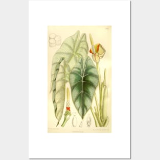 Alocasia reversa - Botanical Illustration Posters and Art